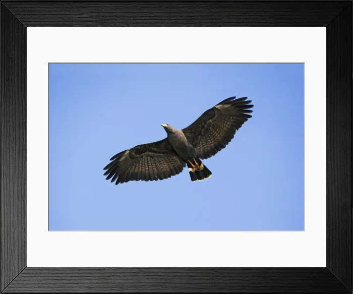 Framed Print : Common Black-Hawk. Adult in flight. San Blas, Mexico in March Framed Print : Common Black-Hawk. Adult in flight. San Blas, Mexico in March