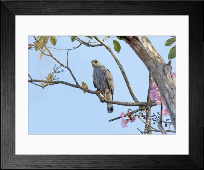 Framed Print : Gray Hawk adult. Nayarit Mexico in April Framed Print : Gray Hawk adult. Nayarit Mexico in April