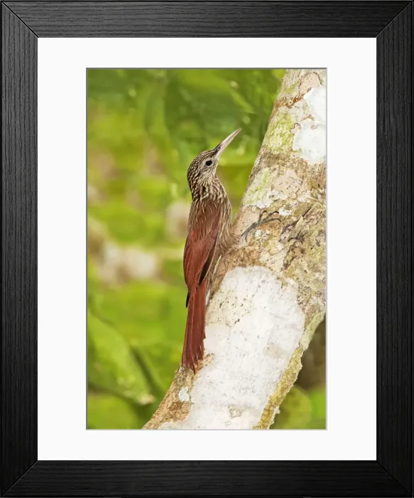 Framed Print : Ivory-billed Woodcreeper. Nayarit Mexico in March Framed Print : Ivory-billed Woodcreeper. Nayarit Mexico in March