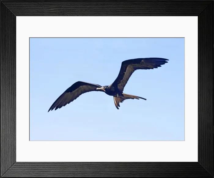 Framed Print : Magnificent Frigatebird. Male. San Blas Mexico in March Framed Print : Magnificent Frigatebird. Male. San Blas Mexico in March