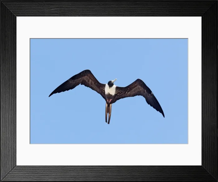 Framed Print : Magnificent Frigatebird. Female. San Blas Mexico in March Framed Print : Magnificent Frigatebird. Female. San Blas Mexico in March