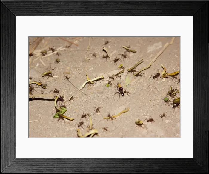 Framed Print : Leafcutter ants on the move. Social instects found in the southern Americas. San Blas Mexico in March Framed Print : Leafcutter ants on the move. Social instects found in the southern Americas. San Blas Mexico in March