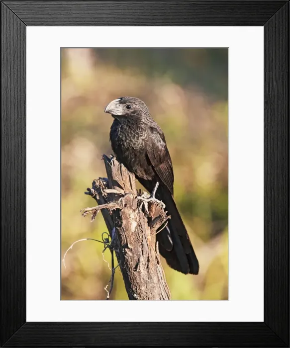 Framed Print : Groove-billed Ani. Member of the cuckoo family. Nayarit Mexico in March Framed Print : Groove-billed Ani. Member of the cuckoo family. Nayarit Mexico in March