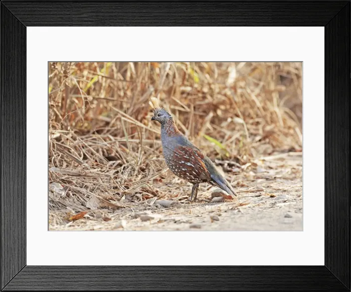 Framed Print : Elegant Quail. Quail of arid scrublands in western Mexico. In April Framed Print : Elegant Quail. Quail of arid scrublands in western Mexico. In April