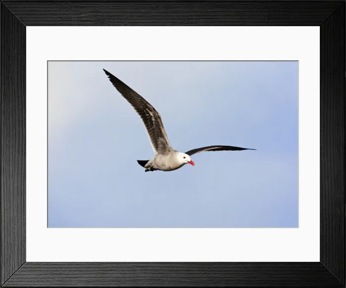 Framed Print : Heermann's Gull, Larus heermanni, adult in flight. Nayarit Mexico in April Framed Print : Heermann's Gull, Larus heermanni, adult in flight. Nayarit Mexico in April