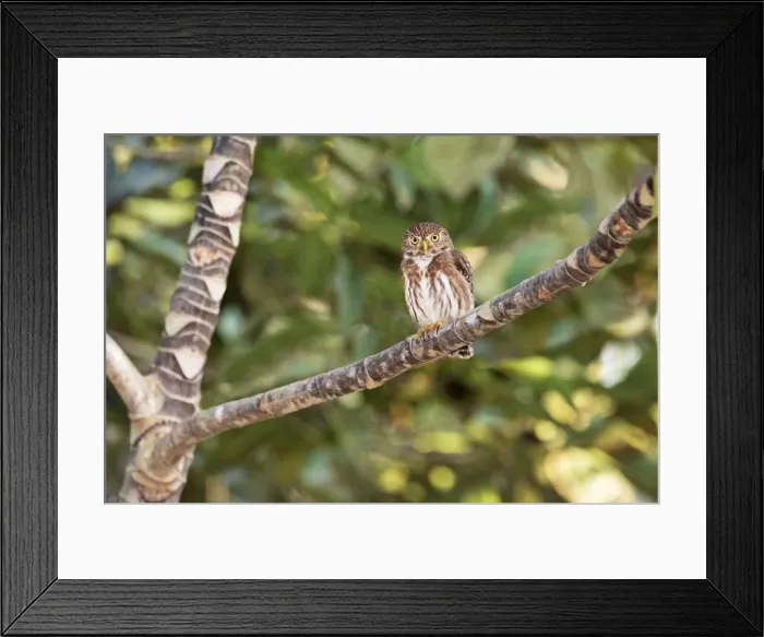 Framed Print : Ferruginous Pygmy-owl. Nayarit Mexico in March Framed Print : Ferruginous Pygmy-owl. Nayarit Mexico in March