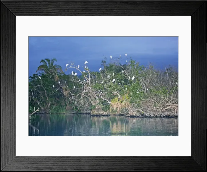 Framed Print : Egret Roost in evening in San Blas Mexico. March Framed Print : Egret Roost in evening in San Blas Mexico. March