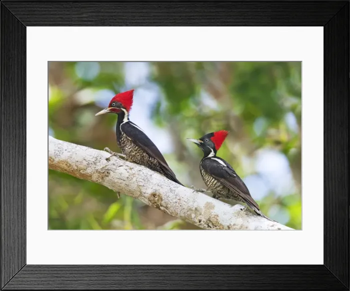 Framed Print : Lineated Woodpecker, Dryocopus lineatus male and female. Nayarit, Mexico in March Framed Print : Lineated Woodpecker, Dryocopus lineatus male and female. Nayarit, Mexico in March