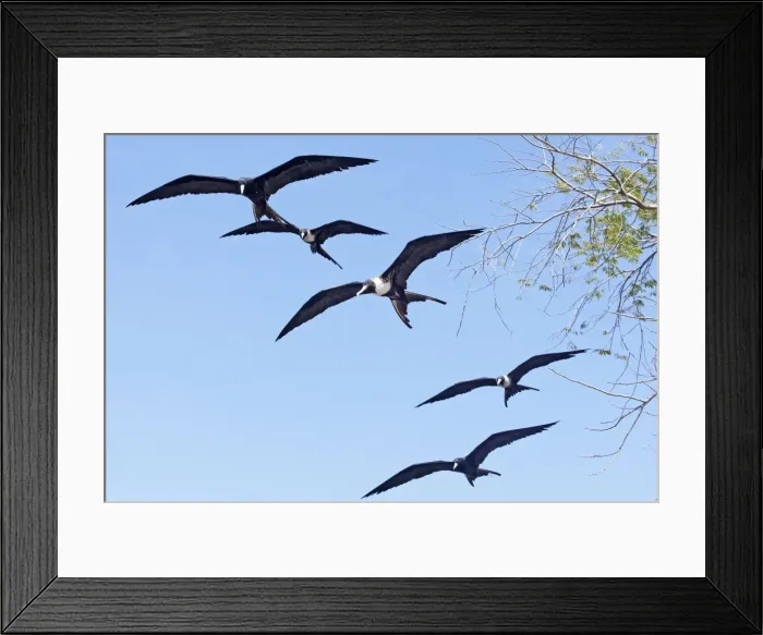 Framed Print : Magnificent Frigatebirds. San Blas Mexico in March Framed Print : Magnificent Frigatebirds. San Blas Mexico in March
