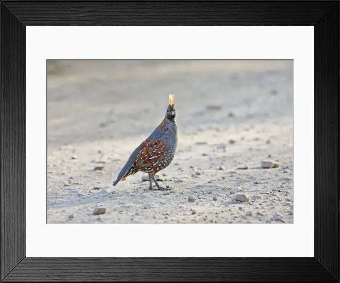 Framed Print : Elegant Quail. Quail of arid scrublands in western Mexico. In April Framed Print : Elegant Quail. Quail of arid scrublands in western Mexico. In April