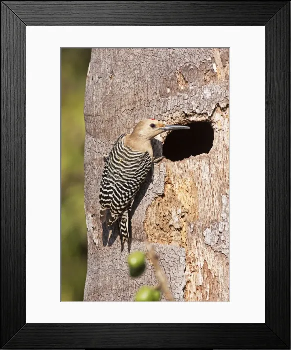 Framed Print : Gila Woodpecker. San Blas, Mexico in March Framed Print : Gila Woodpecker. San Blas, Mexico in March