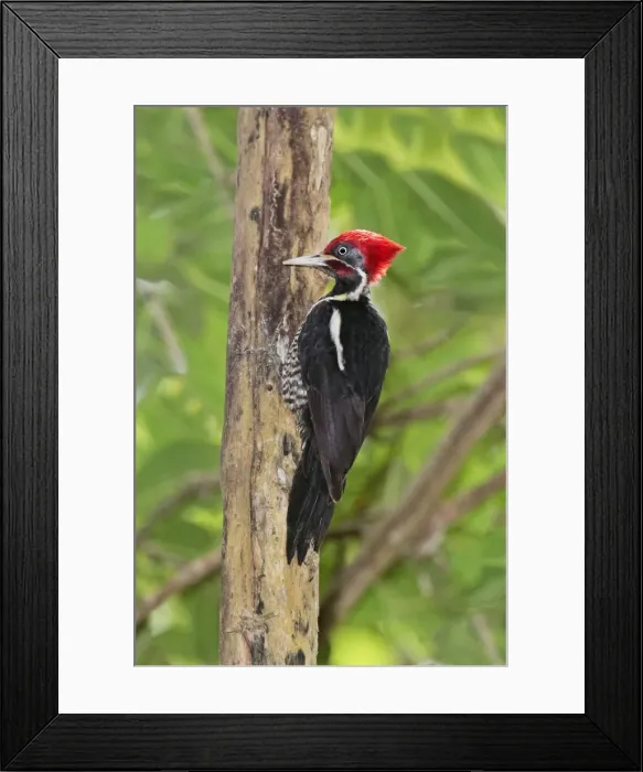 Framed Print : Lineated Woodpecker. Nayarit, Mexico in March Framed Print : Lineated Woodpecker. Nayarit, Mexico in March