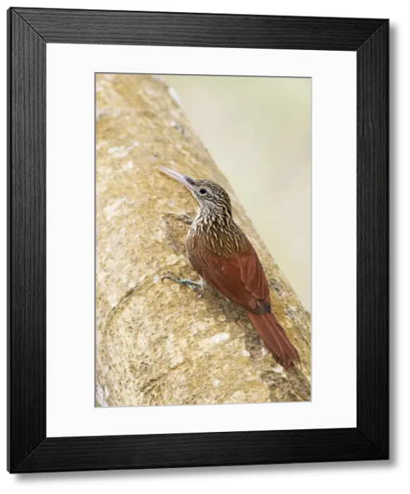 Framed Print : Ivory-billed Woodcreeper. Nayarit Mexico in March Framed Print : Ivory-billed Woodcreeper. Nayarit Mexico in March