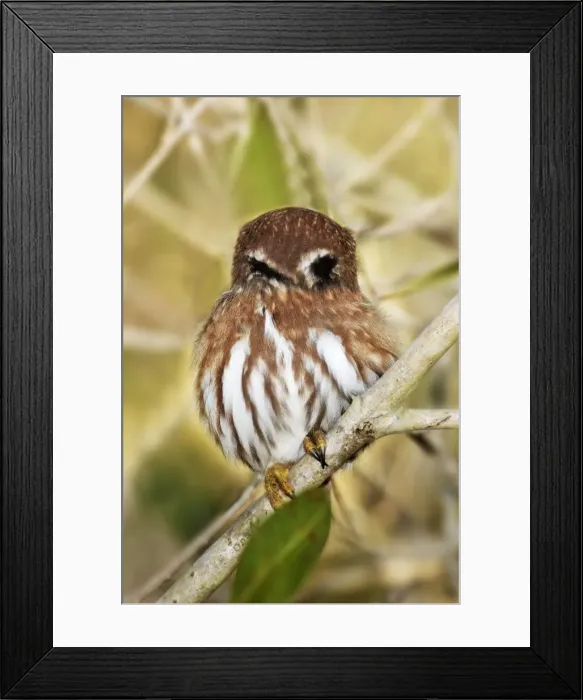 Framed Print : Ferruginous Pygmy-owl. Nayarit Mexico in March Framed Print : Ferruginous Pygmy-owl. Nayarit Mexico in March