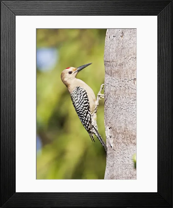 Framed Print : Gila Woodpecker. San Blas, Mexico in March Framed Print : Gila Woodpecker. San Blas, Mexico in March