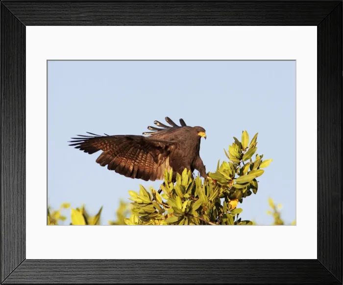 Framed Print : Common Black-Hawk. Adult. San Blas, Mexico in March Framed Print : Common Black-Hawk. Adult. San Blas, Mexico in March