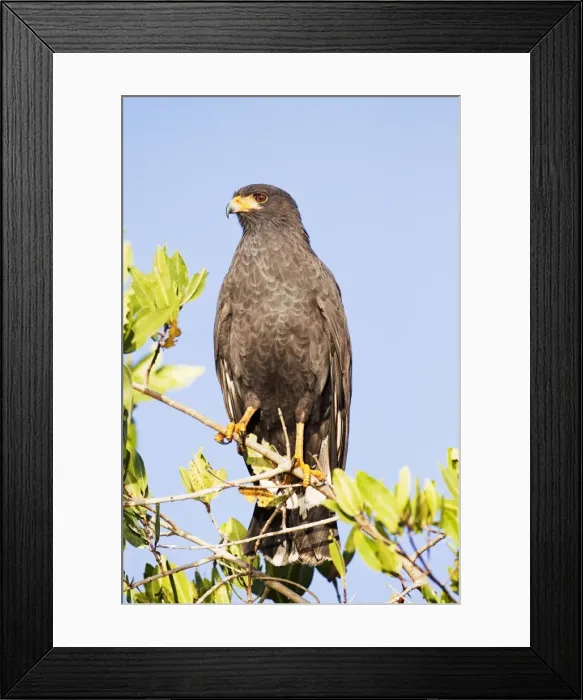 Framed Print : Common Black-Hawk. Adult. San Blas, Mexico in March Framed Print : Common Black-Hawk. Adult. San Blas, Mexico in March