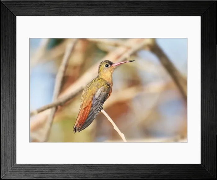 Framed Print : Cinnamon Hummingbird. Nayarit Mexico in March Framed Print : Cinnamon Hummingbird. Nayarit Mexico in March