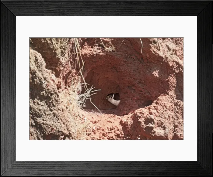 Framed Print : Collared Forest-Falcon on nest. Nayarit Mexico in April Framed Print : Collared Forest-Falcon on nest. Nayarit Mexico in April