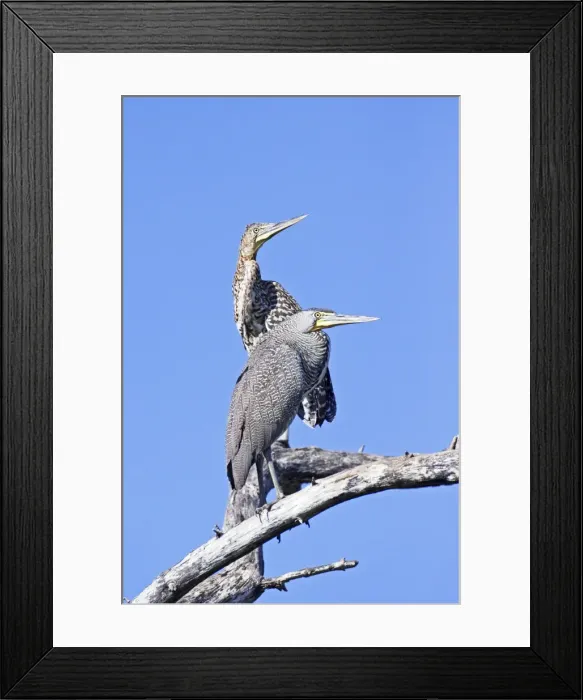 Framed Print : Bare-throated Tiger Heron. Adult front and immature rear. San Blas, Mexico in March Framed Print : Bare-throated Tiger Heron. Adult front and immature rear. San Blas, Mexico in March