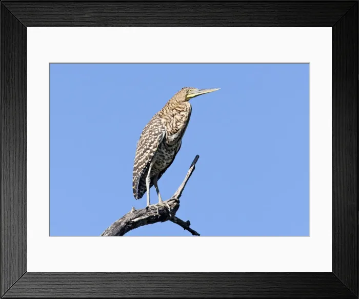 Framed Print : Bare-throated Tiger Heron. Immature. San Blas, Mexico in March Framed Print : Bare-throated Tiger Heron. Immature. San Blas, Mexico in March