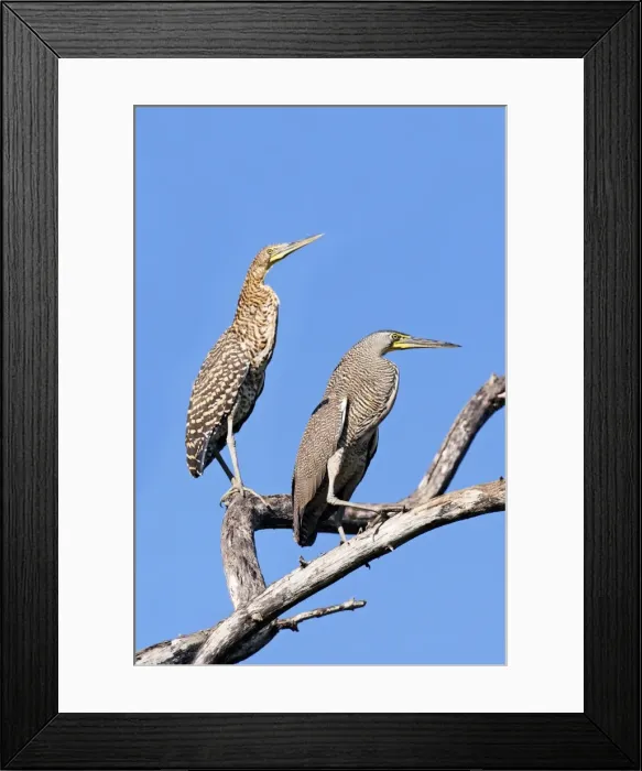 Framed Print : Bare-throated Tiger Heron. Adult on right and immature on left. San Blas, Mexico in March Framed Print : Bare-throated Tiger Heron. Adult on right and immature on left. San Blas, Mexico in March