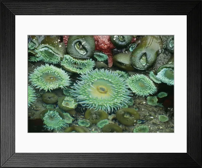 Framed Print : Giant Green Anemone Olympic National Park, Washington, USA Framed Print : Giant Green Anemone Olympic National Park, Washington, USA