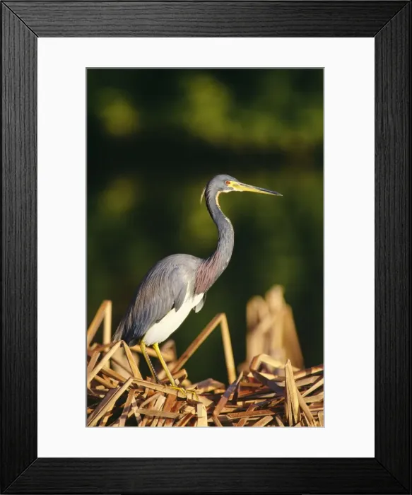 Framed Print : Louisiana / Tricolored Heron - Everglades National Park Framed Print : Louisiana / Tricolored Heron - Everglades National Park