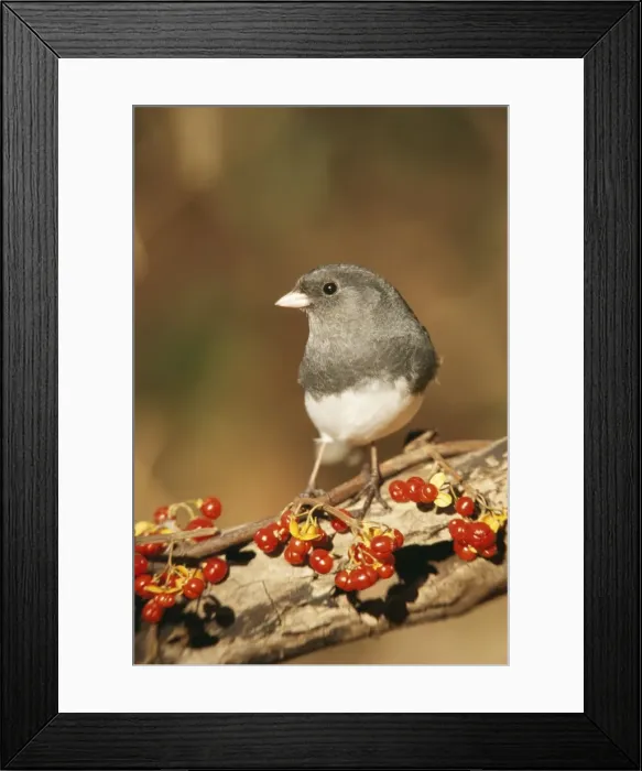 Framed Print : Dark-eyed Junco - Hamden, Connecticut, USA Framed Print : Dark-eyed Junco - Hamden, Connecticut, USA