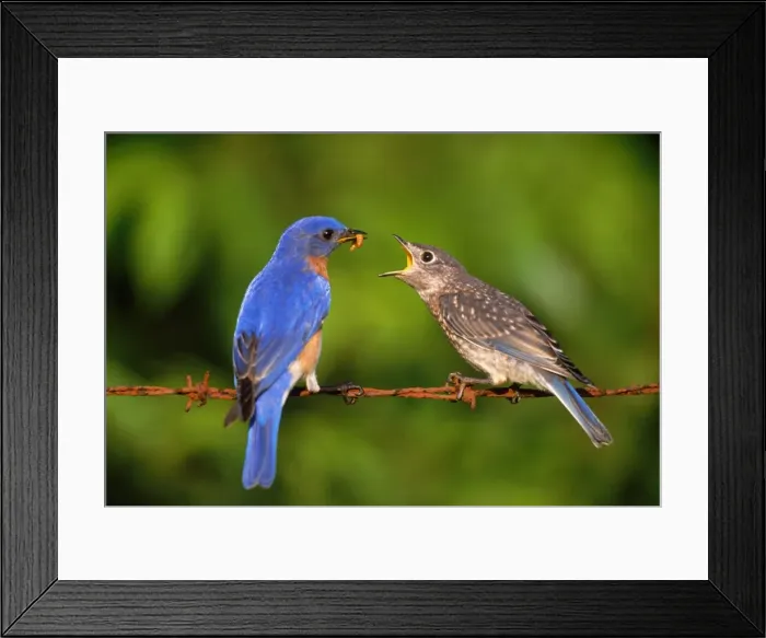Framed Print : Eastern Bluebird - male feeding young. Hamden, Connecticut, USA Framed Print : Eastern Bluebird - male feeding young. Hamden, Connecticut, USA