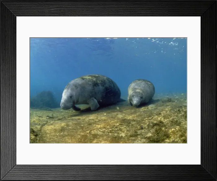 Framed Print : Manatee Crysal RIver, FLorida USA Framed Print : Manatee Crysal RIver, FLorida USA