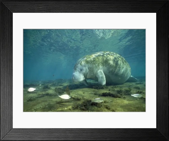 Framed Print : Manatee Crystal River National Wildlife Refuge Florida USA Framed Print : Manatee Crystal River National Wildlife Refuge Florida USA