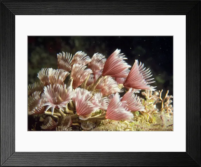 Framed Print : Sabellid Tube Worms - filter feeders Framed Print : Sabellid Tube Worms - filter feeders
