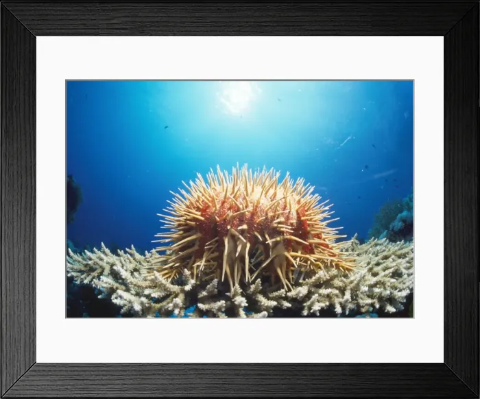 Framed Print : Crown of Thorns Starfish Framed Print : Crown of Thorns Starfish