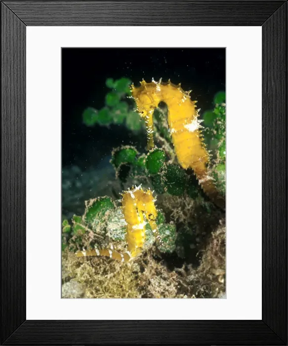 Framed Print : Seahorse - Longsnout size 6 cm Tahiti French polynesia Framed Print : Seahorse - Longsnout size 6 cm Tahiti French polynesia