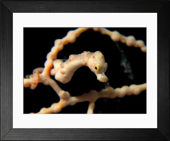 Framed Print : Skinhead Pygmy Seahorse Walea Island Sulawesi  /  Indonesia Size 5 mm !!!!!!!