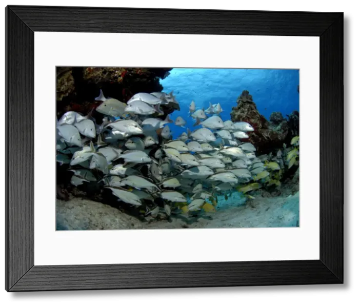 Framed Print : Island of COZUMEL Yucatan Mexico School of Grunts Framed Print : Island of COZUMEL Yucatan Mexico School of Grunts