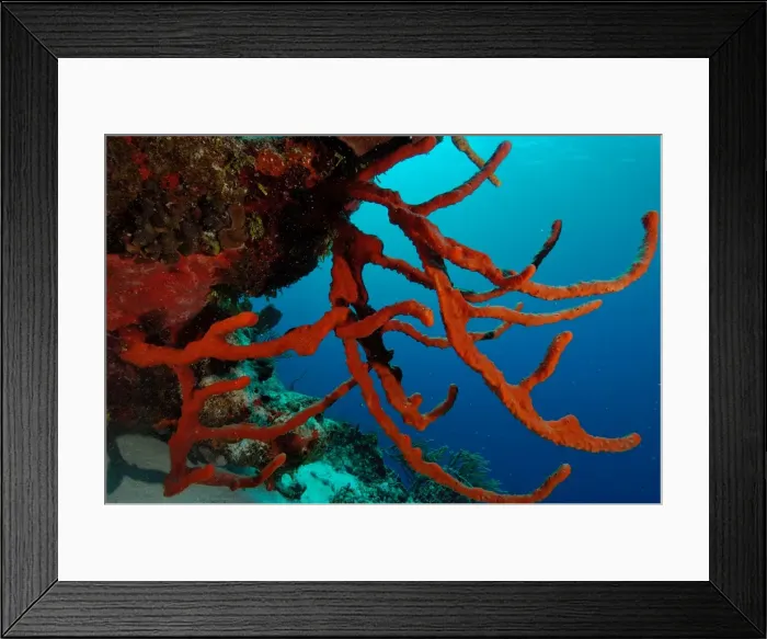 Framed Print : Robe Sponges Caribbean Sea Framed Print : Robe Sponges Caribbean Sea