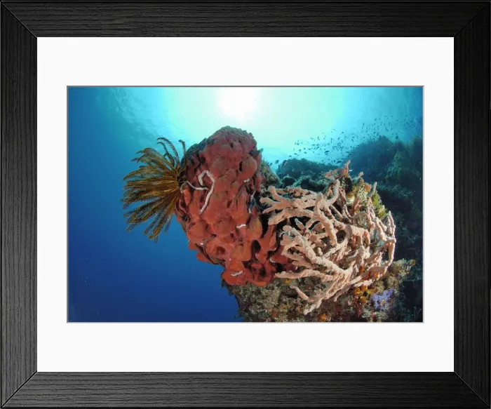 Framed Print : Sponge Sulawesi, Indonesia