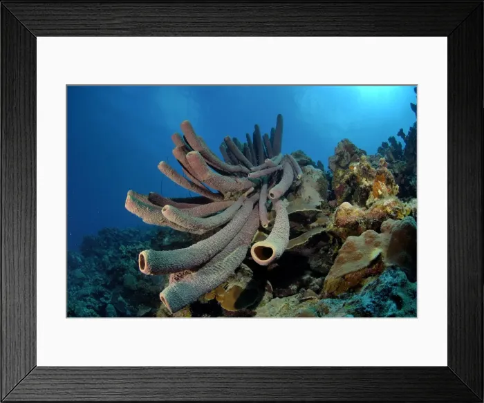 Framed Print : Tube Sponge Bonaire Caribbean
