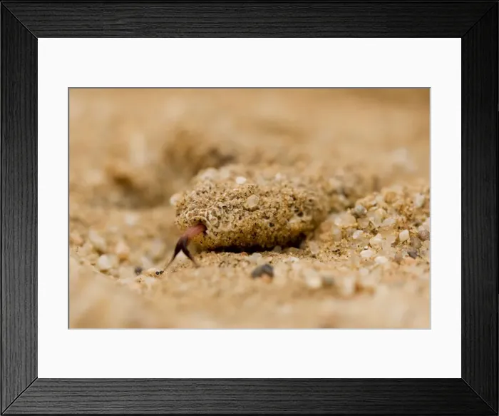 Framed Print : Peringuey's Adder Sand covered head with tongue exposed Namib Dunes, Namib Desert, Namibia, Africa Framed Print : Peringuey's Adder Sand covered head with tongue exposed Namib Dunes, Namib Desert, Namibia, Africa