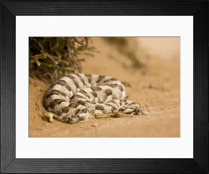 Framed Print : Horned Adder Coiled up at the foot of an ink bush Namib Desert, Namibia, Africa Framed Print : Horned Adder Coiled up at the foot of an ink bush Namib Desert, Namibia, Africa