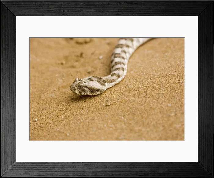 Framed Print : Horned Adder Head Namib Desert, Namibia, Africa Framed Print : Horned Adder Head Namib Desert, Namibia, Africa