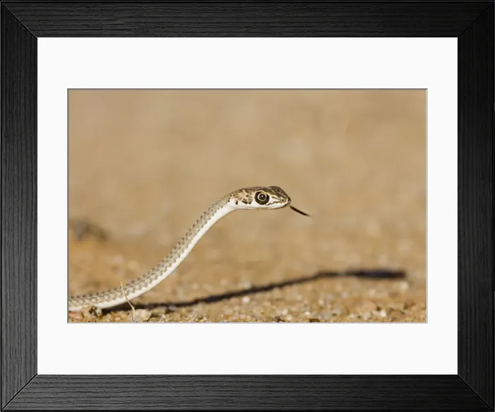 Framed Print : Namib Sand Snake With tongue extended Namib Dunes, Namibia, Africa Framed Print : Namib Sand Snake With tongue extended Namib Dunes, Namibia, Africa