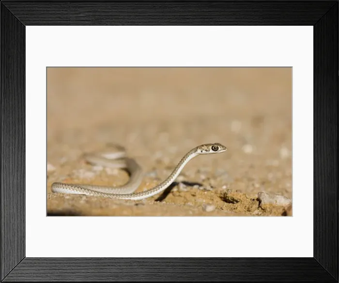 Framed Print : Namib Sand Snake On the move with head raised off the ground Namib Dunes, Namibia, Africa Framed Print : Namib Sand Snake On the move with head raised off the ground Namib Dunes, Namibia, Africa