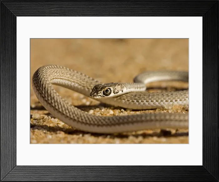 Framed Print : Namib Sand Snake Coiling up Namib Dunes, Namibia, Africa Framed Print : Namib Sand Snake Coiling up Namib Dunes, Namibia, Africa