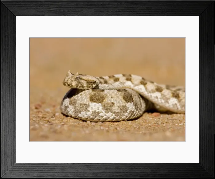 Framed Print : Horned Adder In defensive coil Namib Desert, Namibia, Africa Framed Print : Horned Adder In defensive coil Namib Desert, Namibia, Africa