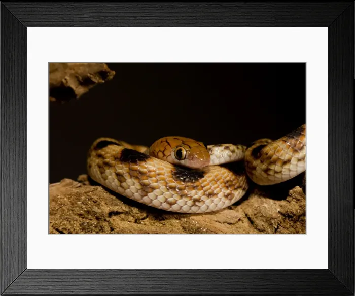 Framed Print : Eastern Tiger Snake Nocturnal, coiled defensively Namib Desert, Namibia, Africa Framed Print : Eastern Tiger Snake Nocturnal, coiled defensively Namib Desert, Namibia, Africa