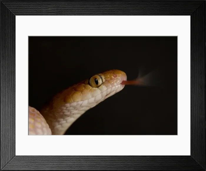 Framed Print : Eastern Tiger Snake Close-up of head with tongue flickering Namib Desert, Namibia, Africa Framed Print : Eastern Tiger Snake Close-up of head with tongue flickering Namib Desert, Namibia, Africa
