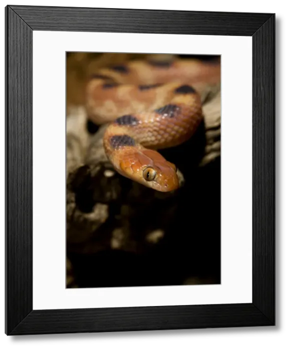 Framed Print : Eastern Tiger Snake Nocturnal Portrait Namib Desert, Namibia, Africa